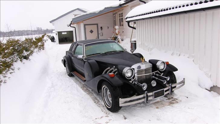 Amerikaner Zimmer Golden Spirit billede 3