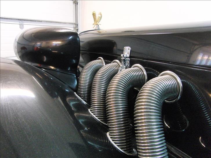 Amerikaner Zimmer Golden Spirit billede 6