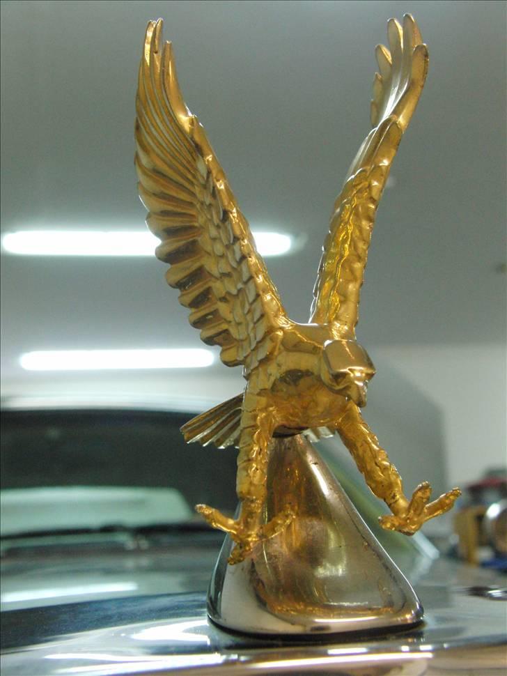 Amerikaner Zimmer Golden Spirit billede 7