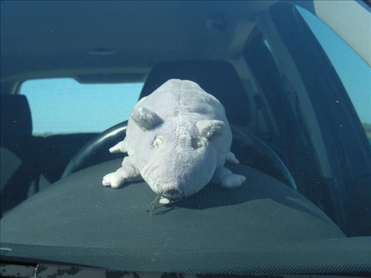 Ford Mondeo 2,0  Trend st. car - Rotten "Rotto" som altid er med mig :o) billede 16