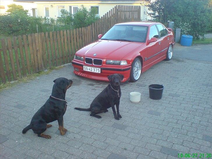 BMW e36 320/325 solgt  - vagt hundene billede 7