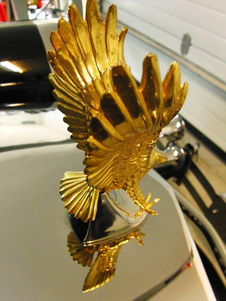 Amerikaner Zimmer Golden Spirit billede 9