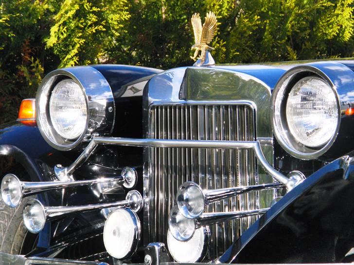 Amerikaner Zimmer Golden Spirit billede 11