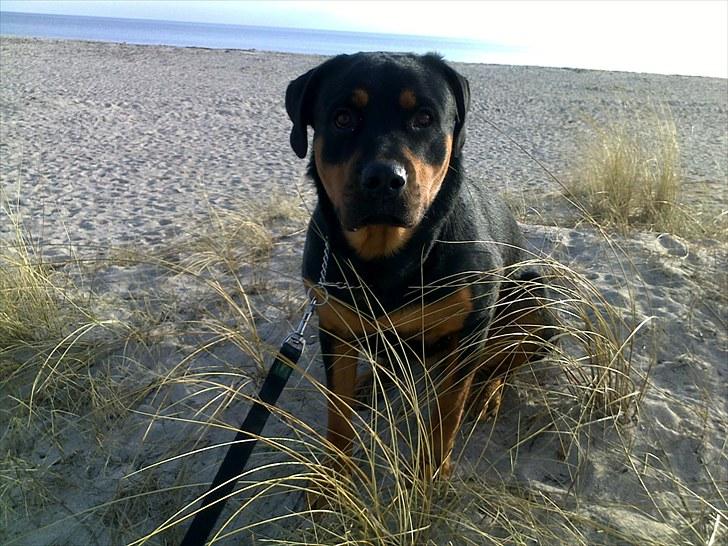 Peugeot 106 1,1 Midnight *DØD* - Vagthunden billede 20