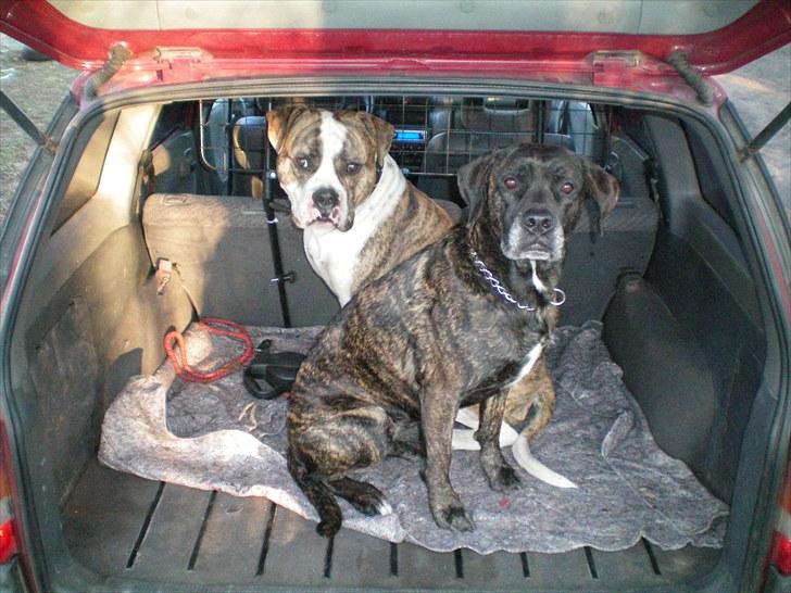 Opel Astra Van - Nogen har en bil alarm. jeg har mine vovser istedet. ;D billede 7