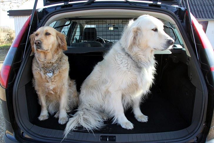 Ford Focus 1.8 Trend St. Car - 2 stk. køreglade Golden Retrievere :) billede 7