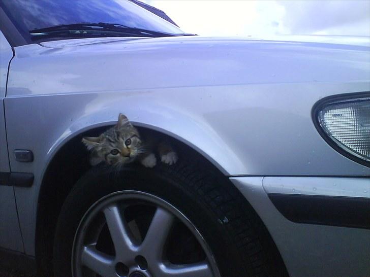 Saab 900 Turbo Talladega billede 15