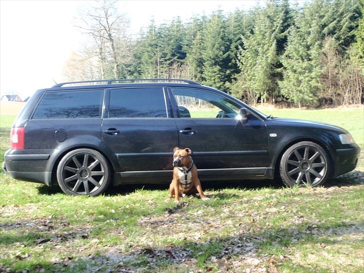 VW Passat 3B STC  - Vagthunden og en meget beskidt bil med nymalede fælge... billede 3