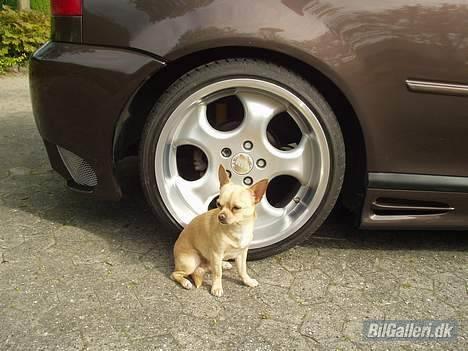 Audi A3 - fælge alarm vores hund TAYSON billede 4