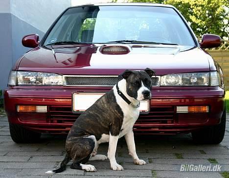 Honda accord - Ja alarm har jeg da, men når det ikke er nok så må AM-Staff´en jo til ;) hehe billede 6
