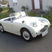 Austin healey frogeye