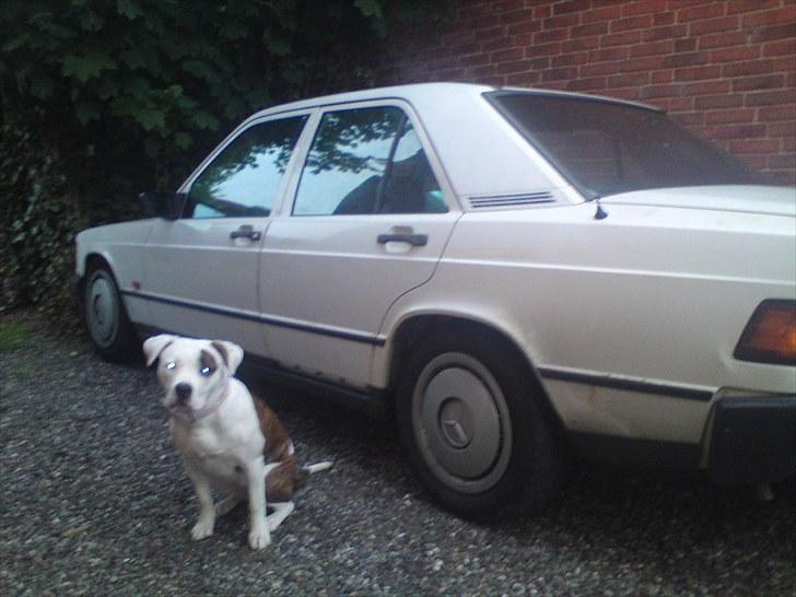Mercedes Benz w201 190E(SOLGT) - Min Mercedes w201 190E og min hund.. ;) da jeg fik den.. billede 4