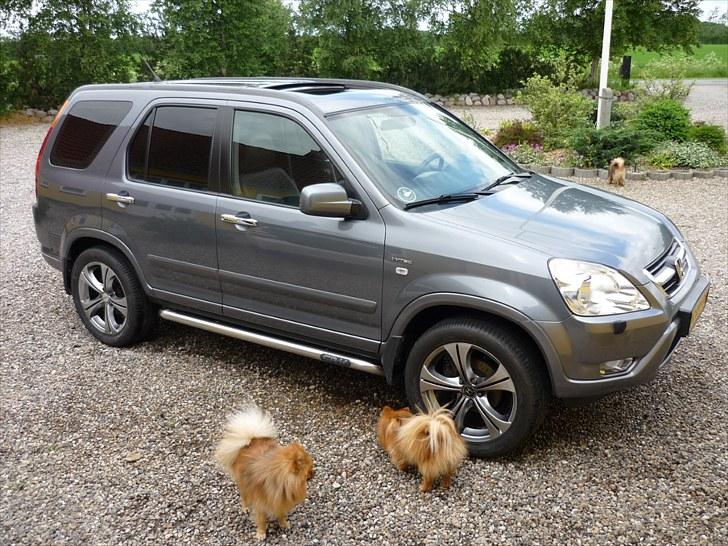 Honda CR-V Executive **SOLGT** - Honda CR-V. Hundene er Pomeranian. Alf, Max og Lina billede 8