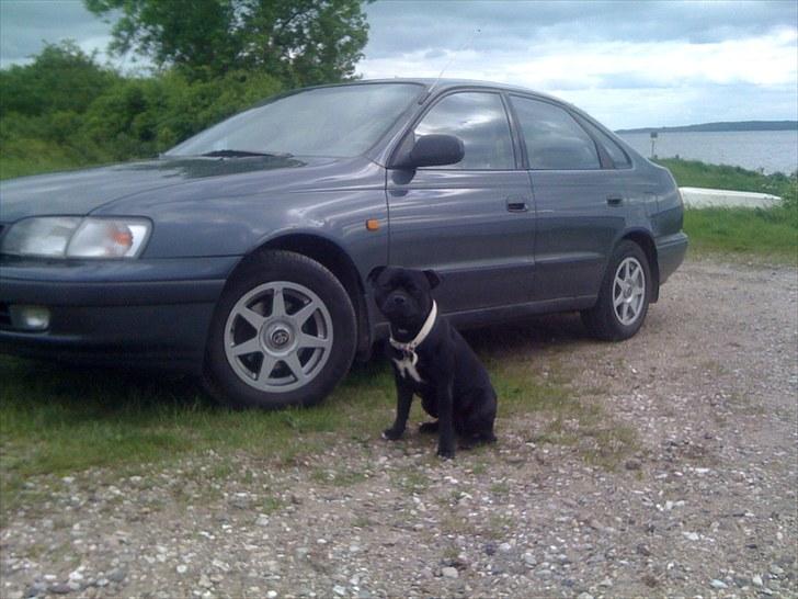 Toyota Carina E 2.0 - Med hund :) billede 1
