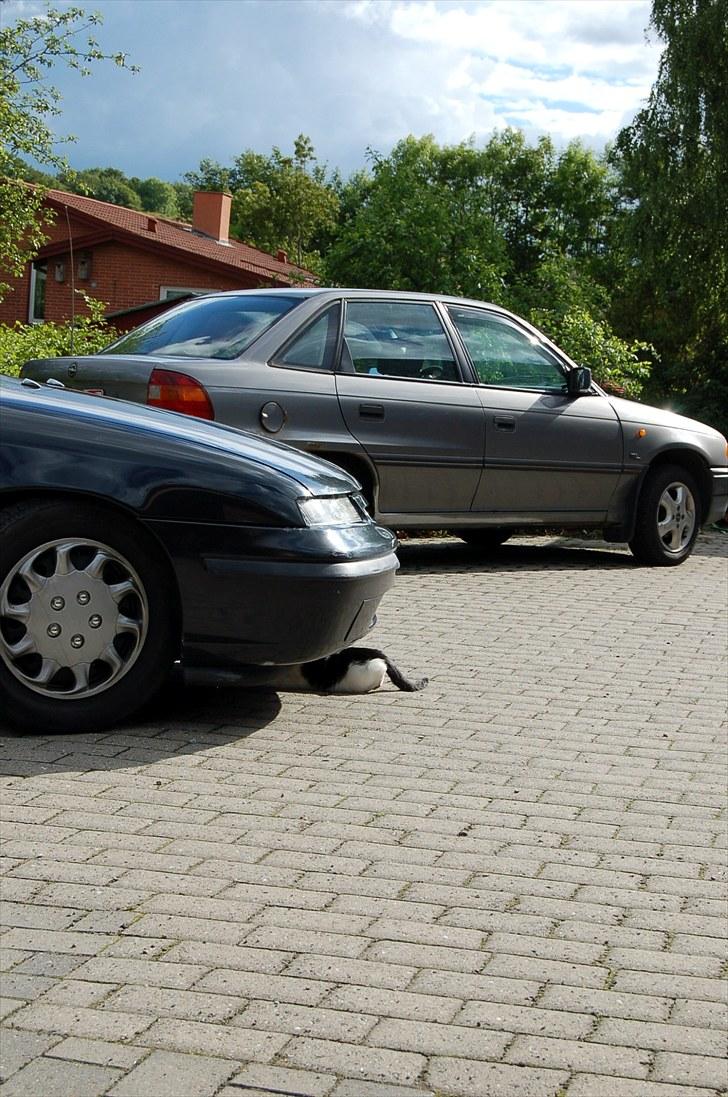 Opel Calibra   SOLGT  - calibraen spiser katte ;-) ej katten var ikke bange for bilen selv om motoren var tændt,, billede 8