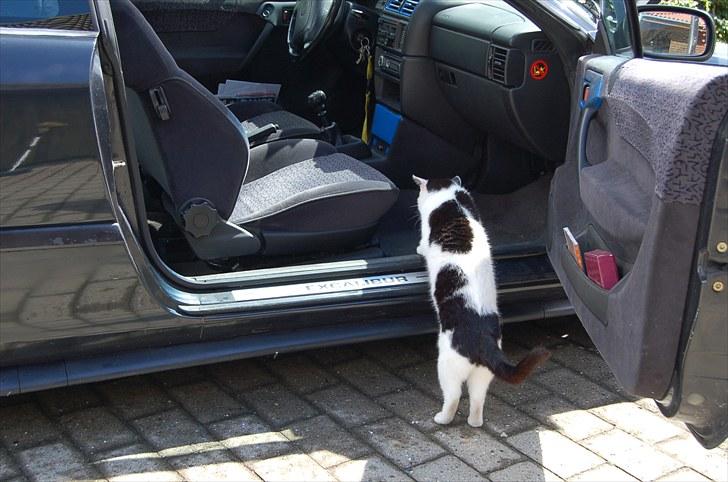 Opel Calibra   SOLGT  - katten ville gerne ud og køre :-)  billede 12