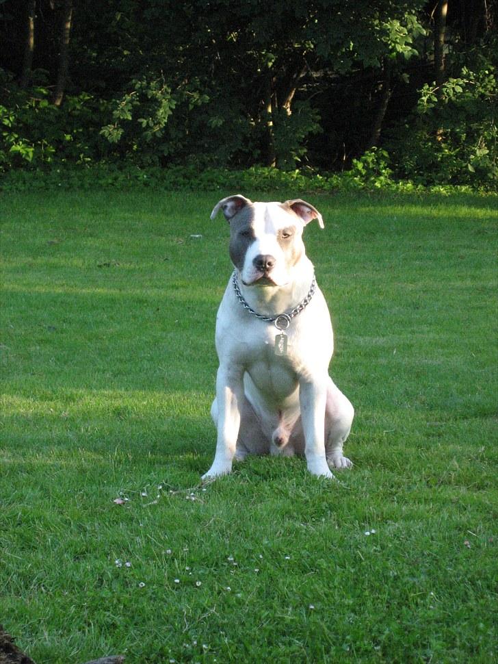 Subaru forester 2,5 XT R.I.P. - Min dejlige lille hund billede 20