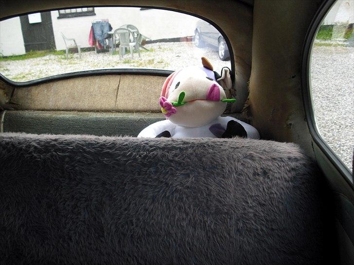 VW Bobbel 113 billede 9