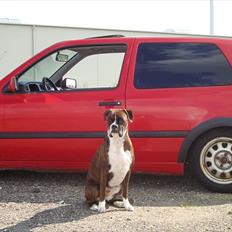 VW GOLF TDI GL SOLGT