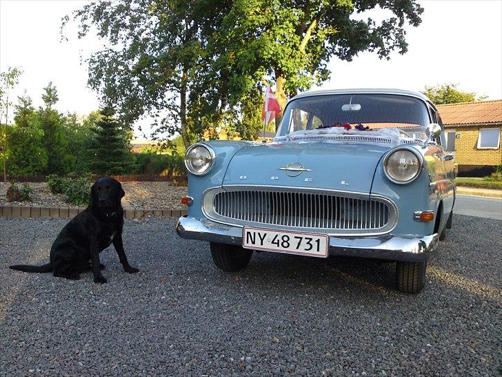 Opel rekord P1 - nyt billede. sammen med verdens bedste hund. (ROLLO) billede 8