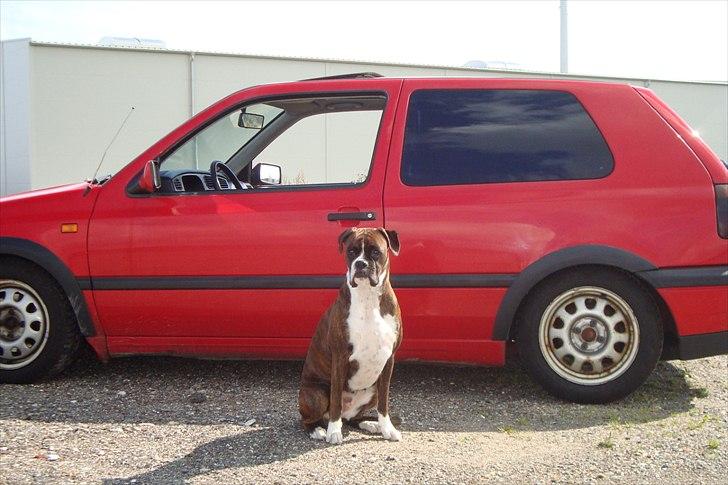 VW GOLF TDI GL SOLGT - Vagt hunden. Det er altså hendes bil, efter hendes mening:-) Udemærket tyveri alarm. Der bliver man straffet med det samme, hvis man prøver på og stjæle.  billede 1