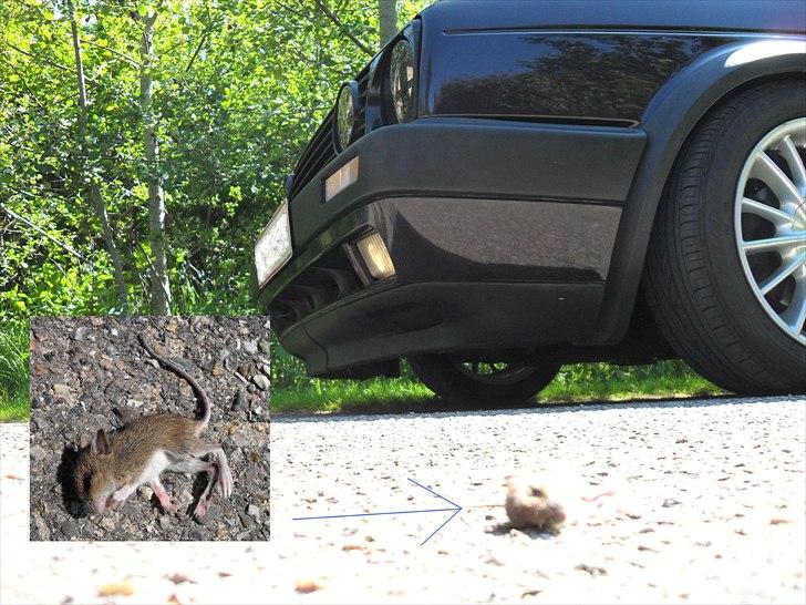 VW Golf 2 GTI - Kedsomhed ! Nok det mindste roadkill  :)  billede 2