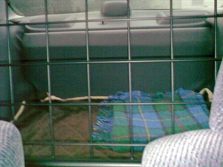 Honda Civic EK3 4door - Hundedur billede 12