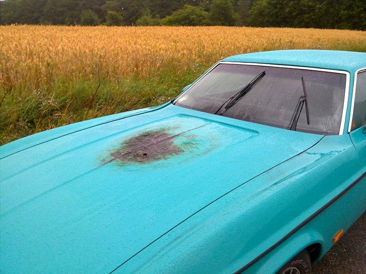 Ford Mustang Hardtop  billede 10