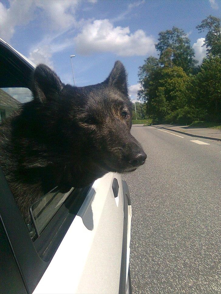 Citroën BX 19 TZD - Køterdyret holder også fælt meget af Cluseau billede 16