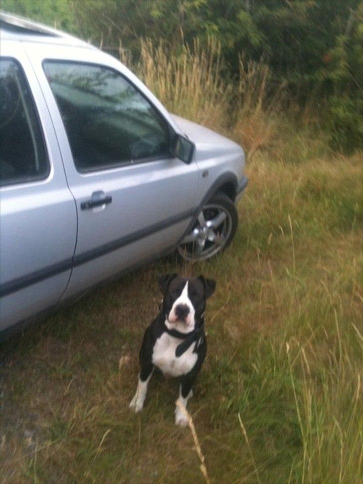 VW Vento CLI  R.I.P billede 10