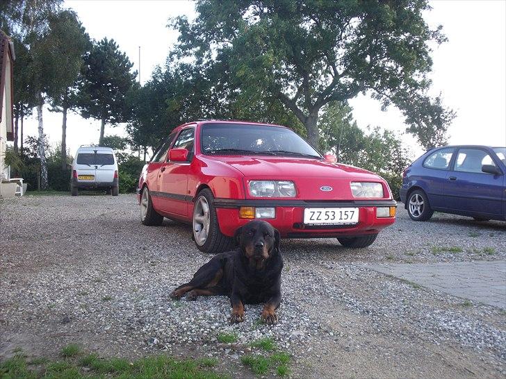 Ford Sierra MK1 - Min dejlige hund Angel hehe billede 14