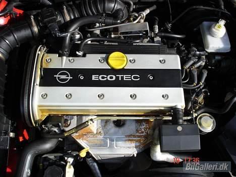 Opel Vectra GL-Plus - det er her de 136 vilde heste bor. billede 3