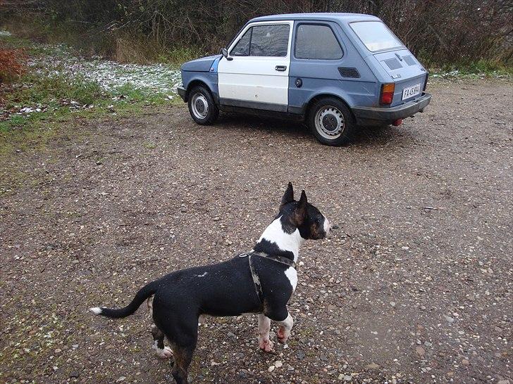 Polski Fiat 126 MALUCH billede 1