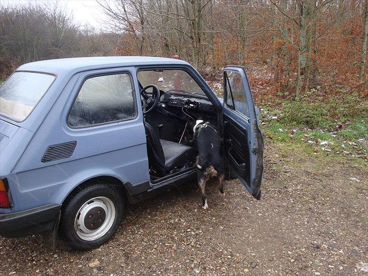 Polski Fiat 126 MALUCH - Det er koldt og sner :) billede 12