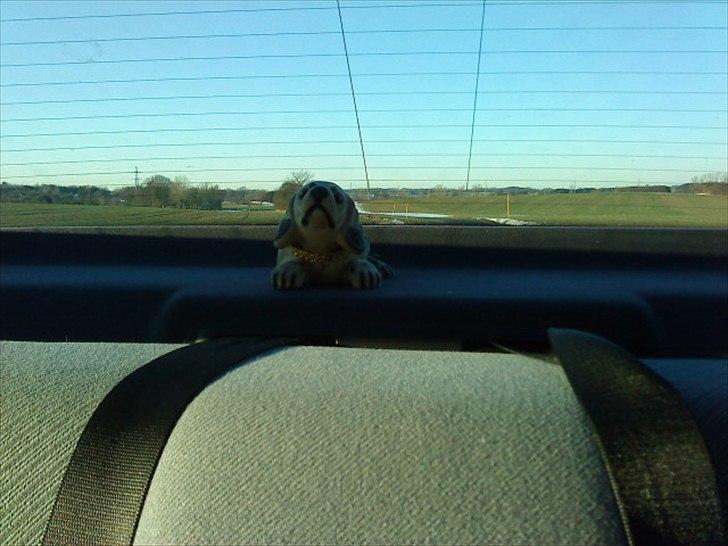 BMW 318i bytte væk billede 15