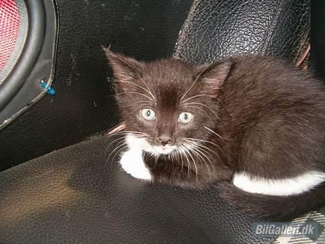 Opel Kadett C City "solgt" - GODT musik  billede 20