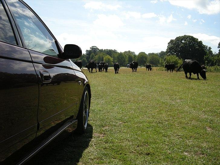 Toyota Carina E 20v Solgt - I Knuthenborg safaripark. billede 6
