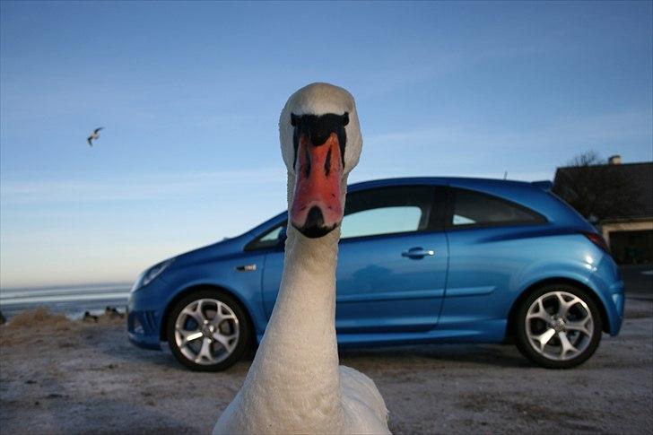 Opel Corsa OPC - Min lille vagt-"HUND" billede 13