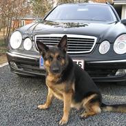 Mercedes Benz E320 CDI Stationcar (SOLGT)