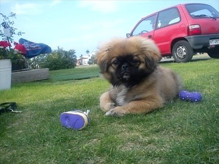 Suzuki Alto (DØD) billede 6