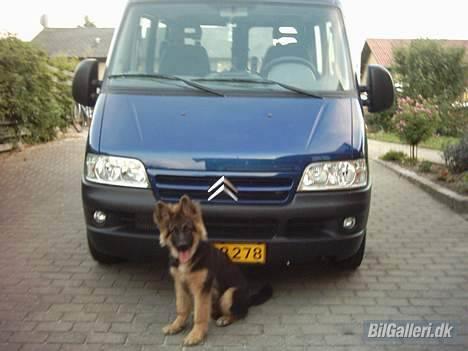 Citroën Jumper 2,8 HDI - Citronen forfra, plus vores hund Elvis.  billede 9