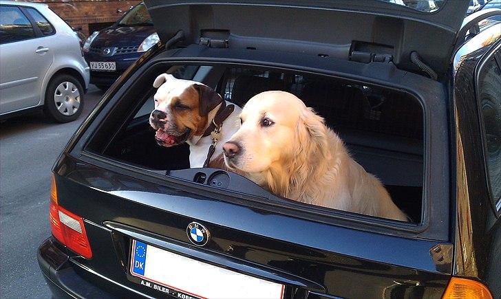 BMW 318i e46 Touring - Ikke den største stc. men der er da plads nok til 2 hunde på ca. 40 kg hver. ;-) billede 9