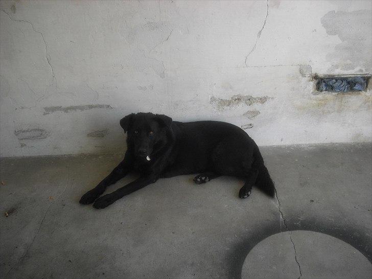 Toyota corolla Diesel billede 15