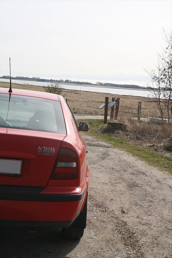 Skoda Octavia 1,9 TDI GLX *solgt* - sådan så den ud da jeg købte den billede 12