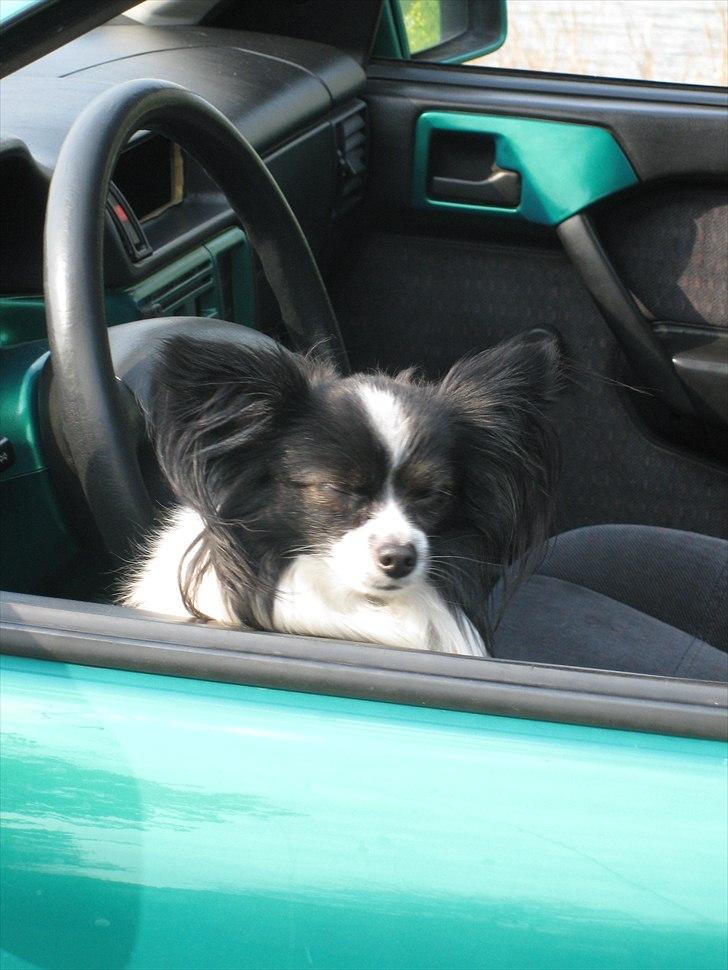 Opel Vectra A solgt billede 20