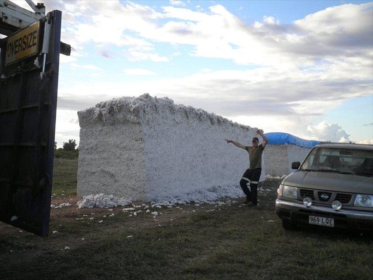 Nissan Navara (Ute) - her ved siden a en Stor bomulds balle, som er vores arbejde lige nu..  der er for 125.000kr bomuld der billede 16