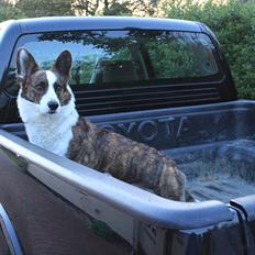 Toyota Hilux Dobbelt Cab, AKA Sorte Slyngel