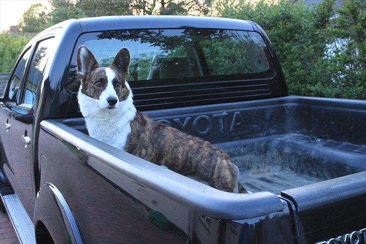 Toyota Hilux Dobbelt Cab, AKA Sorte Slyngel billede 2