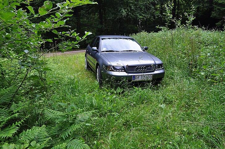 Audi A4 billede 12
