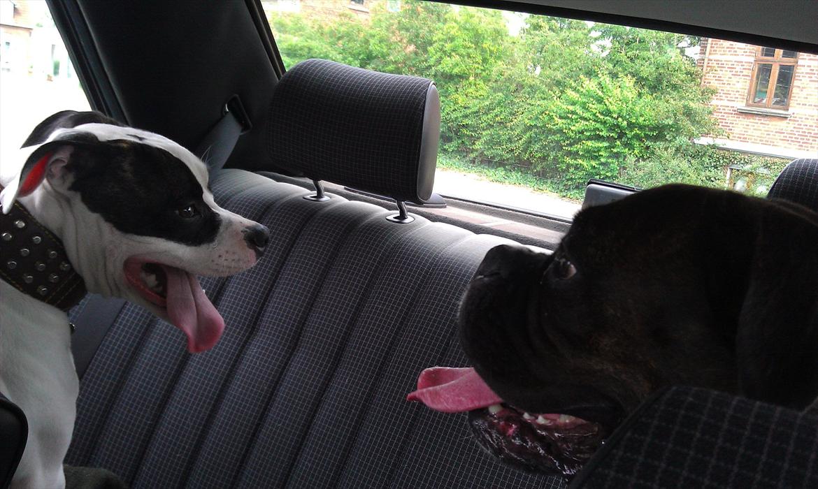 Mercedes Benz 190e (solgt) - bagsædet ;) billede 13